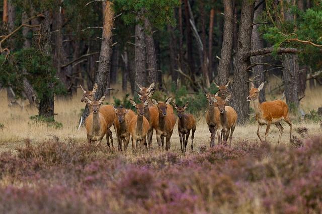 01 Hoge Veluwe, edelherten.jpg